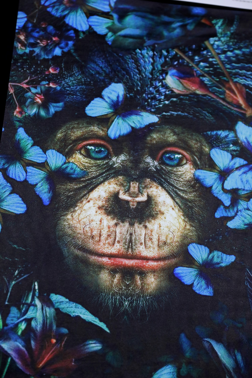 Close up of  chimpanzee with butterflies 